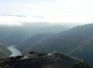paysage vignes Galice